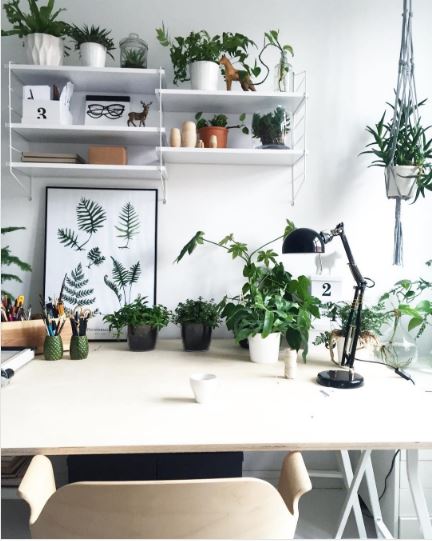 Plants on work desk