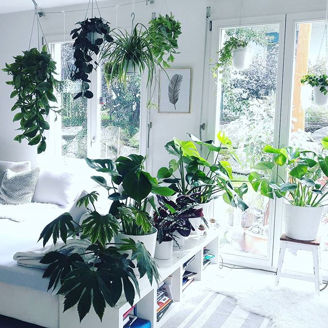 meeschmid_plantlady indoor jungle
