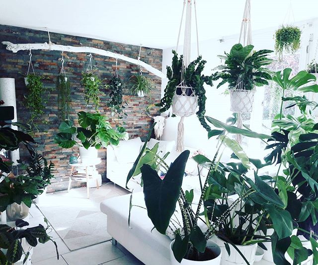 meeschmid_plantlady urban jungle home