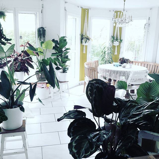 meeschmid_plantlady's jungle living room