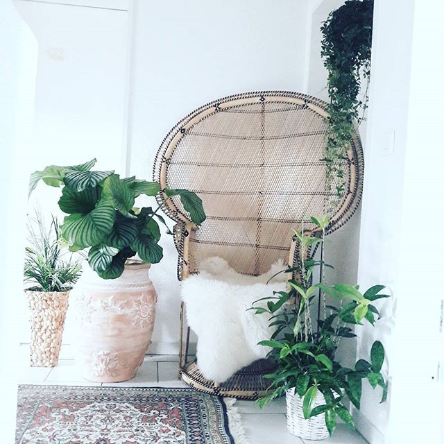 meeschmid_plantlady's peacock chair and plants