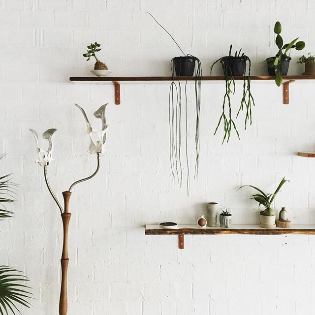 minimalist plantshelfie the_plantroom